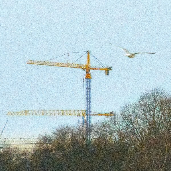 Gråtrut 2/4 2016